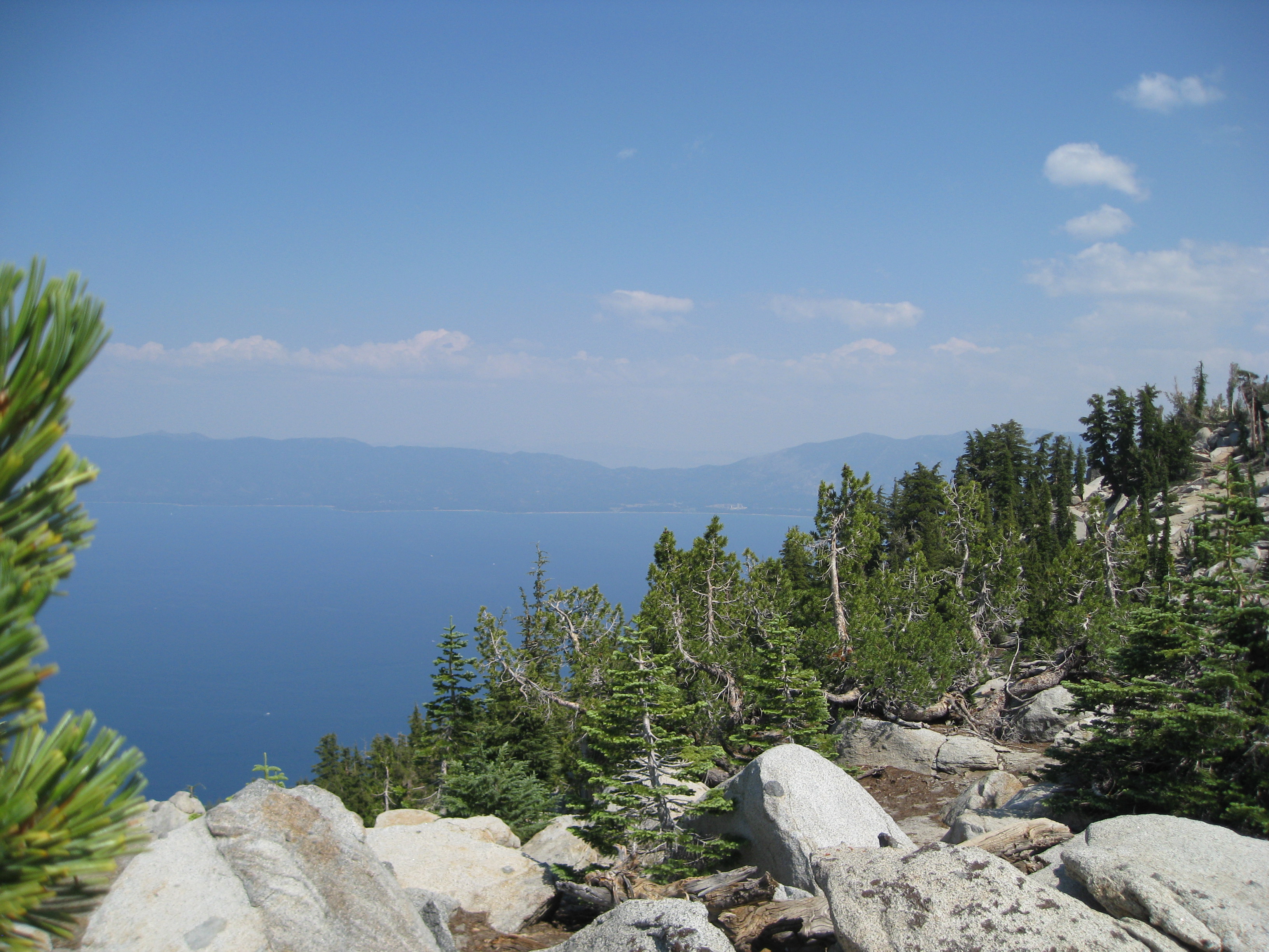 conifers surrounding lake tahoe