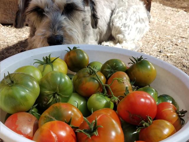 tomato harvest 2019